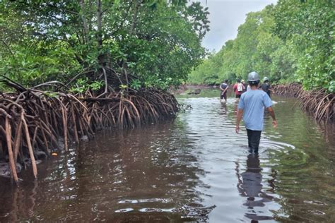 Paus Balin Mati Terdampar Di Pulau Masakambing