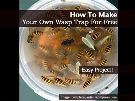 How To Easily Make Your Own Wasp Trap Natural Solution Today Wasp