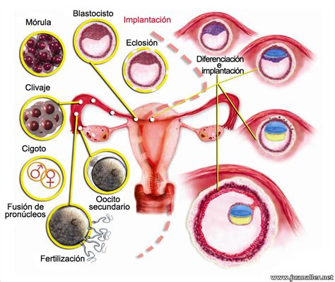 Cómo ocurre el proceso de implantación del embrión