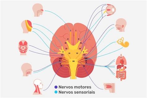 Nervos cranianos o que são quais são e funções Tua Saúde