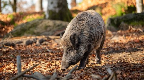 Peste Suina Africana In Lombardia Ok Mozione Pd Caccia Magazine