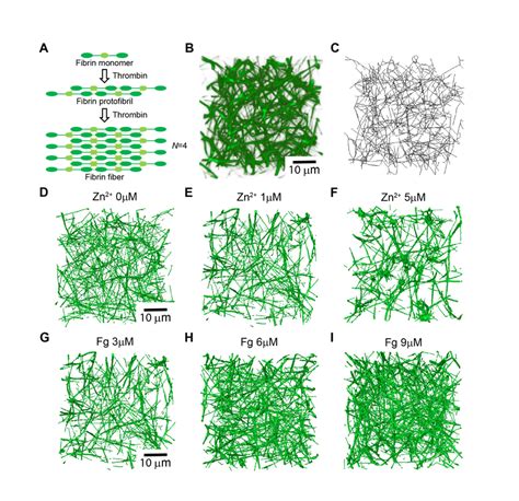 Morphology Of Fibrin Networks Obtained With Confocal Fluorescence