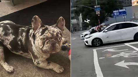 Onyx dog stolen: Sadie Slater, Los Angeles dognapping suspect, arrested after French bulldog ...