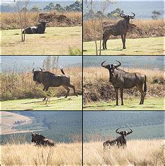 Wildebeest - CreationWiki, the encyclopedia of creation science