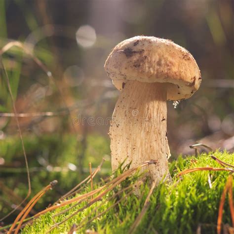 Beautiful Fresh Edible Mushrooms, Porcini Mushrooms in the Woods Stock Image - Image of plant ...