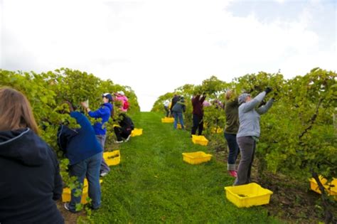 Joining the Fall Grape Harvest at Cannon River Winery - Wander The Map