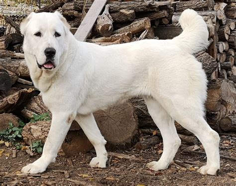 Cane da pastore dellAsia Centrale caratteristiche e curiosità