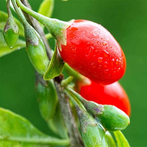 Drought Tolerant Goji Berry Fruit Plant Seeds Aka Wolfberry