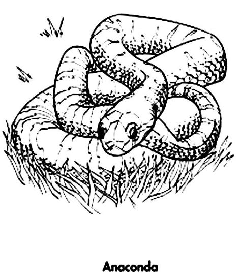 Anaconda Giving Birth Coloring Page Coloring Pages Anaconda Color