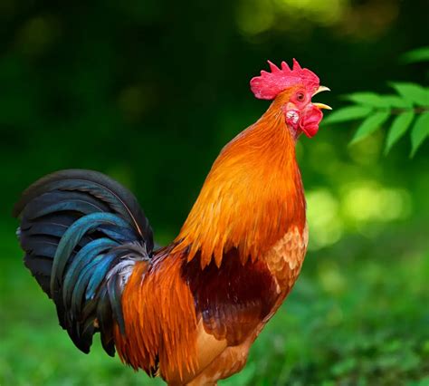 Why Do Roosters Flap Their Wings Uncovering The Mystery Yaafur