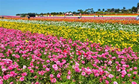 The Flower Fields In Carlsbad North San Diego County California Usa