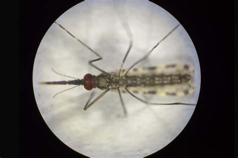 Mosquitoes made immune to malaria could help stamp out the disease ...