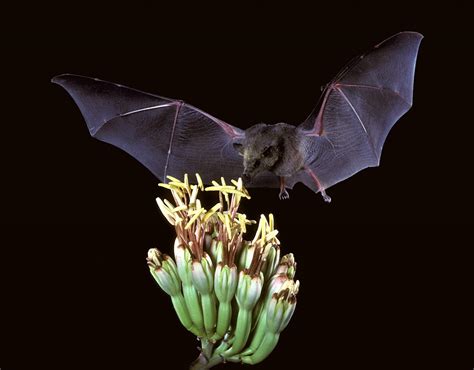 How Machine Learning Helped Identify Nipah Virus-Carrying Bats Species