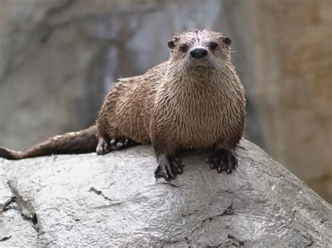 African Clawless Otter - Facts, Diet, Habitat & Pictures on Animalia.bio