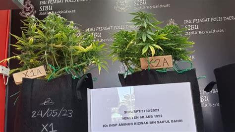 Suspek Ketiga Ditahan Berkaitan Rampasan Dua Pokok Ganja Di Sibu Tvs