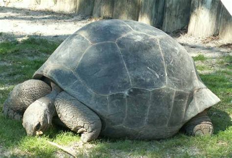 turtle big turtle animals