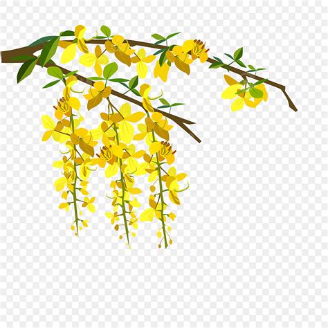 Cassia Fistula Vector Hd Png Images A Magnificent Cassia Fistula Tree