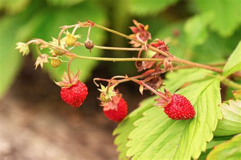 How To Grow Wild Strawberry Fragaria Virginiana