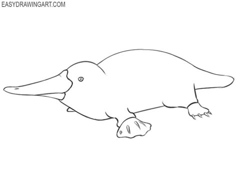 How to Draw a Platypus - Easy Drawing Art