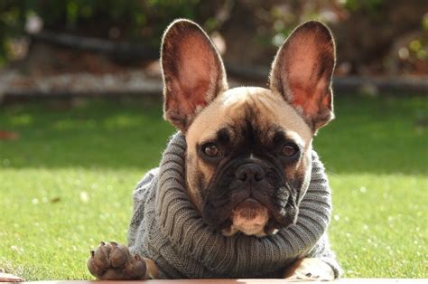 11 Dog Breeds With Big Ears (So Adorable!)