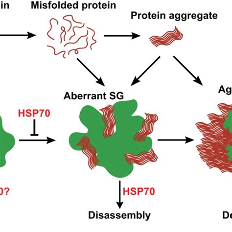 Cellular Pathways Of Protein Degradation Remove Misfolded Proteins