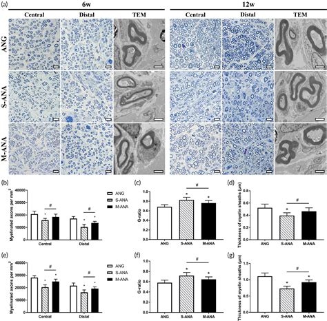 Preparation And Assessment Of An Optimized Multichannel Acellular Nerve