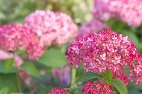 Hydrangea Arborescens Pink Annabelle Ortensia Vendita Online