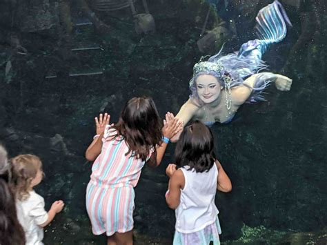 Mermaid Echo swims back to Discovery World