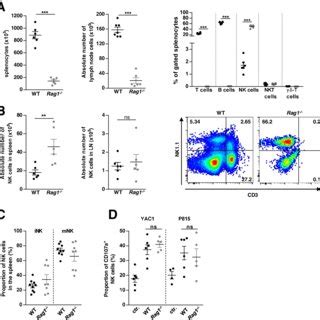 Immunological Characterization Of Na Ve Rag Mice A Absolute