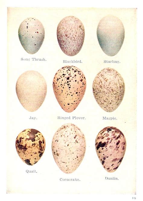 Speckled Egg Printable Scanned This A Few Years Back Bird Nest