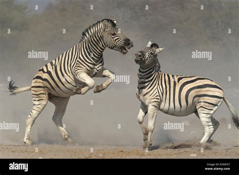 Zebra Equus Quagga Stallions Fighting In Dry Season Etosha National