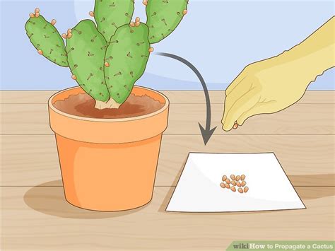 4 Ways To Propagate A Cactus Wikihow