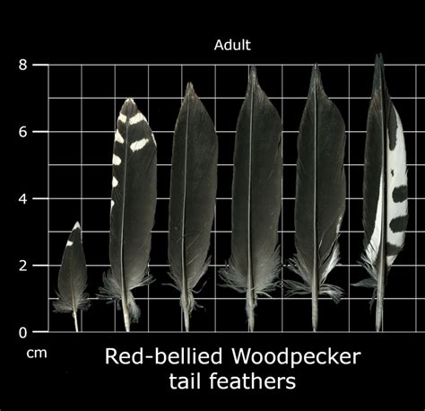 The Feather Atlas Feather Identification And Scans U S Fish And