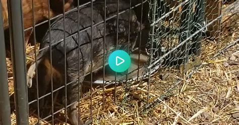 No Woods Today But Heres My Pig Petunia Blowing Bubbles And My Ducks