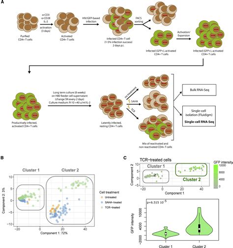 Single Cell Rna Seq Reveals Transcriptional Heterogeneity In Latent And Reactivated Hiv Infected