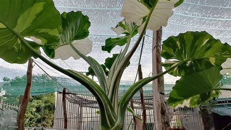 C Ch Tr Ng R Y Var Alocasia Odora Okinawa Variegated Onlyplantsvn