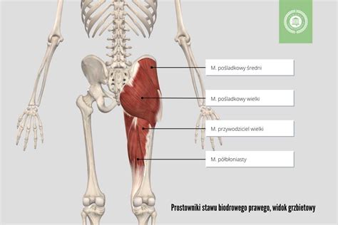 Staw Biodrowy Budowa Ruchy I Patologie Biodra Terapiafunkcjonalna Pl