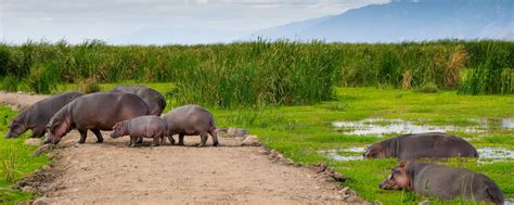 Lake Manyara National Park Safari: Entry Fee, Guide [2024]