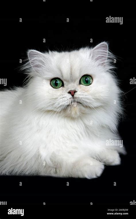 CHINCHILLA PERSIAN CAT, ADULT WITH GREEN EYES Stock Photo - Alamy