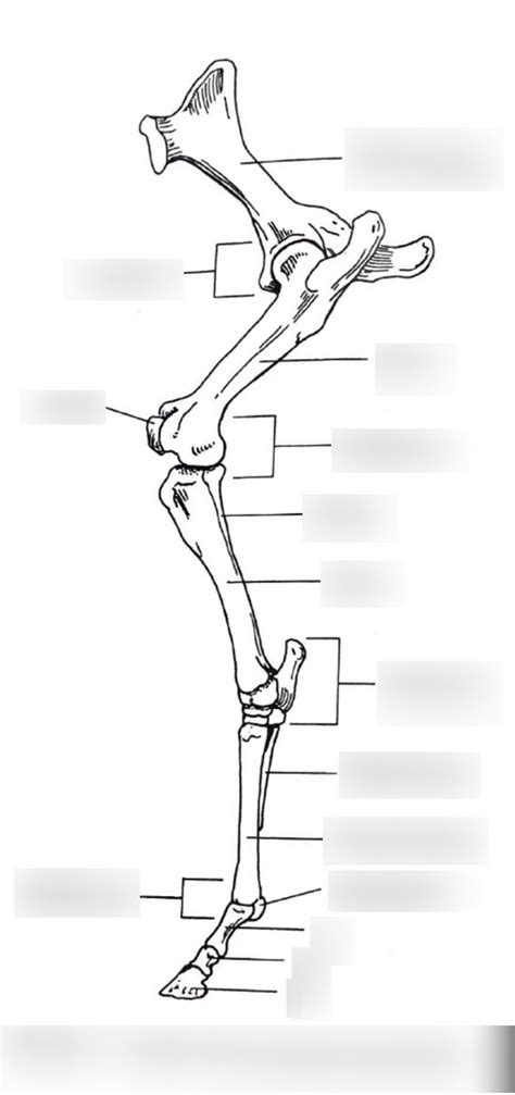 Equine Hindlimb Pelvic Limb Diagram Quizlet