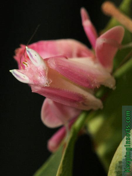 Orchid Mantis Hymenopus Coronatus Keeping Insects