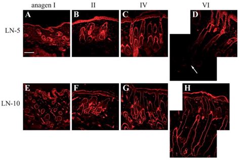 Spatial And Temporal Control Of Laminin And