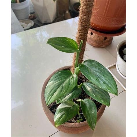 Jual Monstera Standleyana Variegata Shopee Indonesia