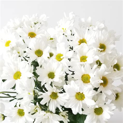 White Daisy Plants For Sale at Marilyn Sylvester blog