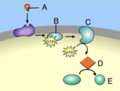 Signal Transduction Pathways Diagram Quizlet