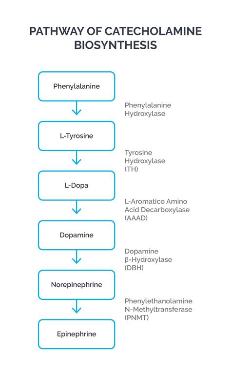 Disorders Of Amino Acid Metabolism Biochemistry Achievable USMLE 1