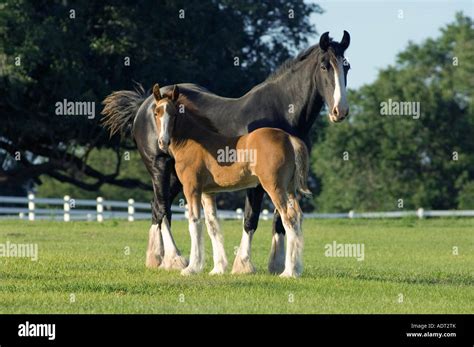 Shire horse mother foal hi-res stock photography and images - Alamy