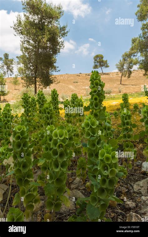 Wild Blooming Flowers Growing In The Desert Stock Photo Alamy