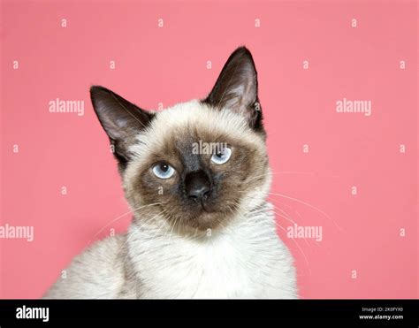 Close Up Portrait Of A Seal Point Siamese Kitten Looking At Viewer