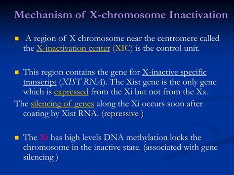 Ppt Sex Chromatin Bodies Barr Body Powerpoint Presentation Free